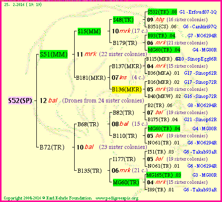 Pedigree of S52(SP) :
four generations presented