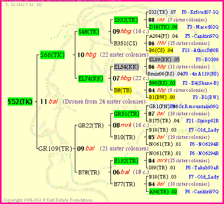 Pedigree of S52(TK) :
four generations presented