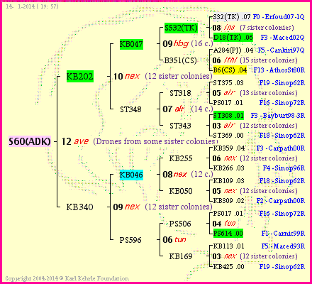 Pedigree of S60(ADK) :
four generations presented