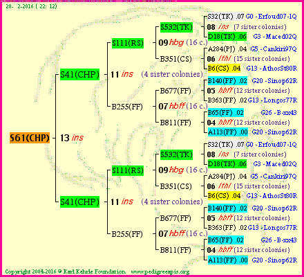 Pedigree of S61(CHP) :
four generations presented