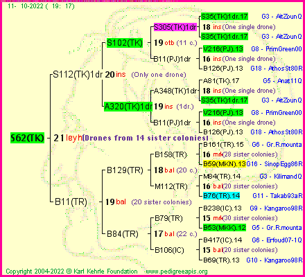 Pedigree of S62(TK) :
four generations presented
it's temporarily unavailable, sorry!