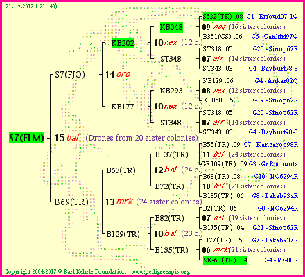 Pedigree of S7(FLM) :
four generations presented