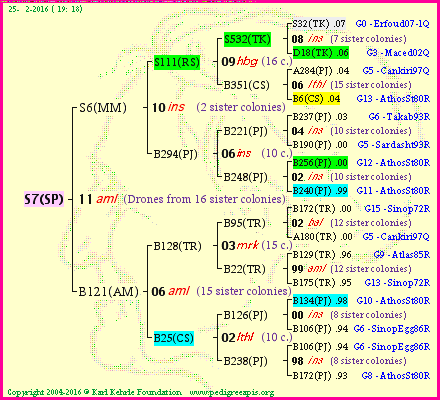 Pedigree of S7(SP) :
four generations presented