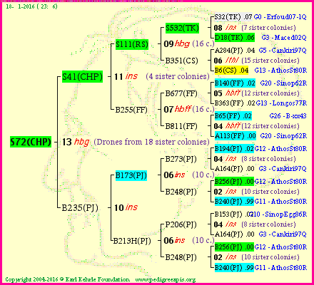 Pedigree of S72(CHP) :
four generations presented