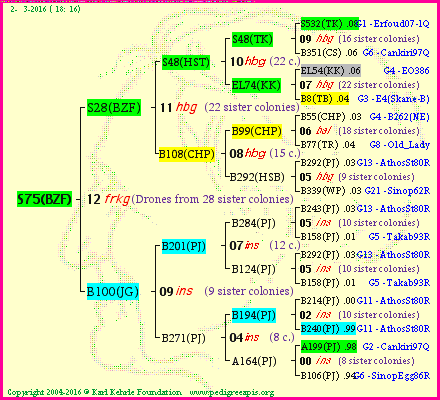 Pedigree of S75(BZF) :
four generations presented