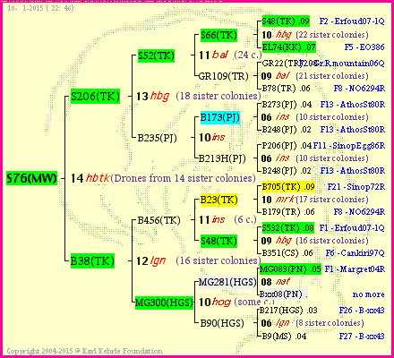 Pedigree of S76(MW) :
four generations presented