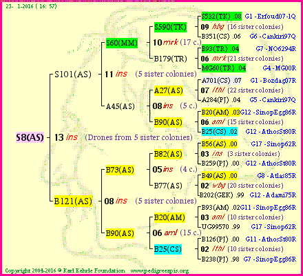 Pedigree of S8(AS) :
four generations presented