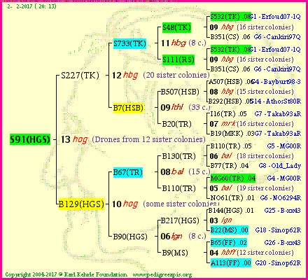 Pedigree of S91(HGS) :
four generations presented