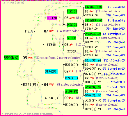 Pedigree of S99(NK) :
four generations presented