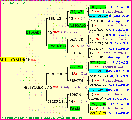 Pedigree of SDI-1(AB)1dr :
four generations presented