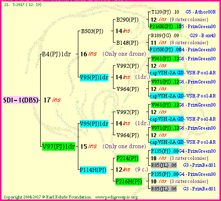 Pedigree of SDI-1(DBS) :
four generations presented