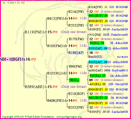 Pedigree of SDI-1(DGF)1dr :
four generations presented