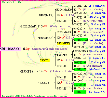 Pedigree of SDI-1(MAK)1dr :
four generations presented