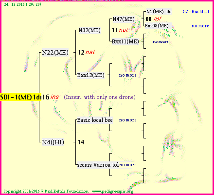 Pedigree of SDI-1(ME)1dr :
four generations presented