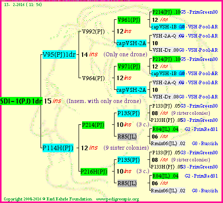 Pedigree of SDI-1(PJ)1dr :
four generations presented