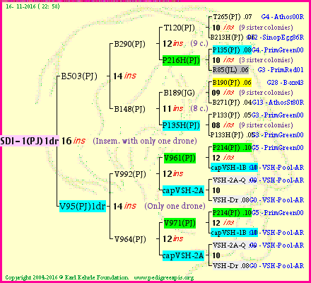 Pedigree of SDI-1(PJ)1dr :
four generations presented