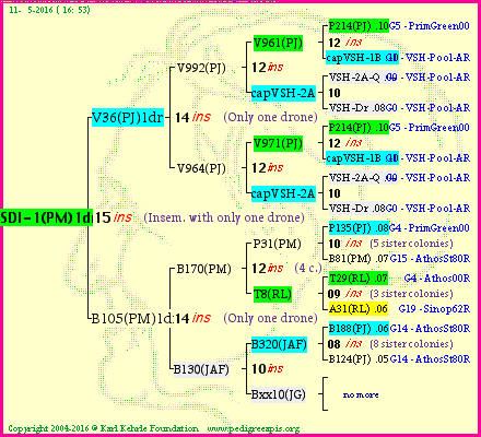 Pedigree of SDI-1(PM)1dr :
four generations presented