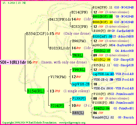 Pedigree of SDI-1(RL)1dr :
four generations presented