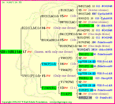 Pedigree of SDI-1(RL)1dr :
four generations presented