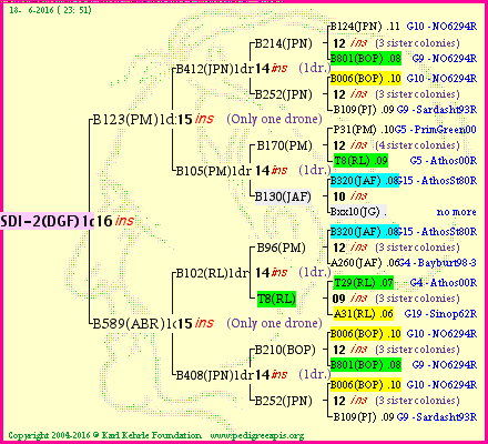 Pedigree of SDI-2(DGF)1dr :
four generations presented