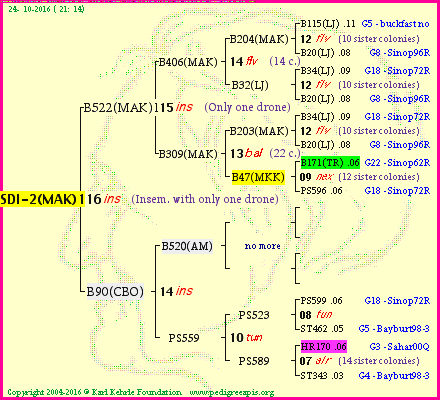 Pedigree of SDI-2(MAK)1dr :
four generations presented