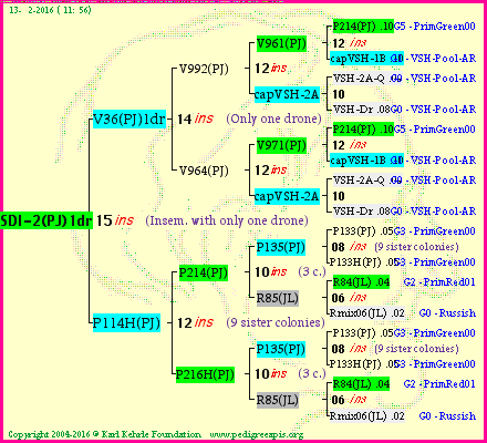 Pedigree of SDI-2(PJ)1dr :
four generations presented