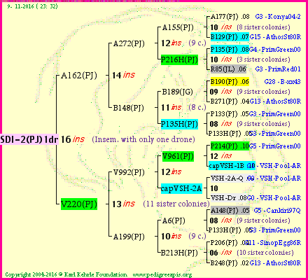 Pedigree of SDI-2(PJ)1dr :
four generations presented