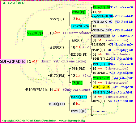 Pedigree of SDI-2(PM)1dr :
four generations presented