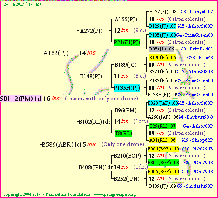 Pedigree of SDI-2(PM)1dr :
four generations presented