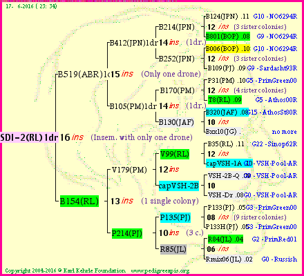 Pedigree of SDI-2(RL)1dr :
four generations presented