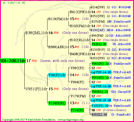 Pedigree of SDI-2(RL)1dr :
four generations presented