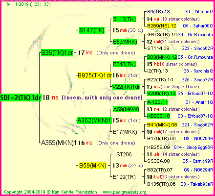 Pedigree of SDI-2(TK)1dr :
four generations presented<br />it's temporarily unavailable, sorry!