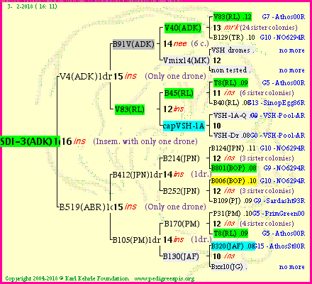 Pedigree of SDI-3(ADK)1dr :
four generations presented