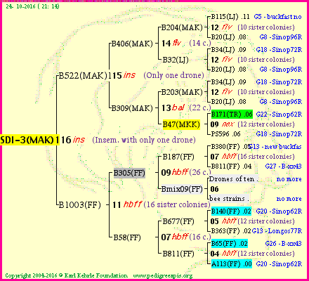 Pedigree of SDI-3(MAK)1dr :
four generations presented