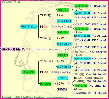 Pedigree of SDI-3(PJ)1dr :
four generations presented