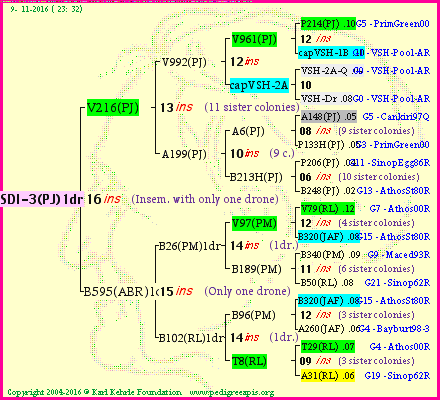 Pedigree of SDI-3(PJ)1dr :
four generations presented