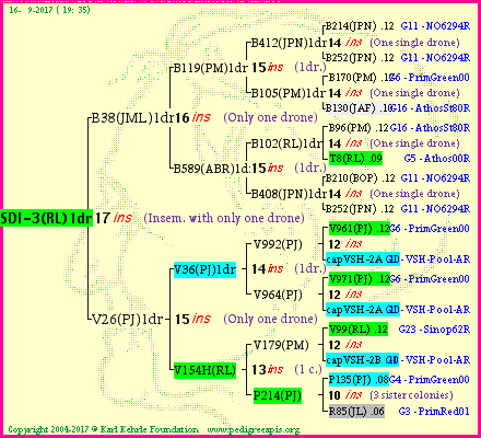 Pedigree of SDI-3(RL)1dr :
four generations presented