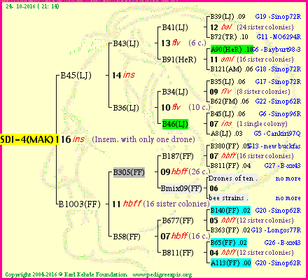 Pedigree of SDI-4(MAK)1dr :
four generations presented