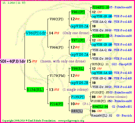 Pedigree of SDI-4(PJ)1dr :
four generations presented