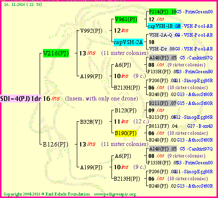 Pedigree of SDI-4(PJ)1dr :
four generations presented