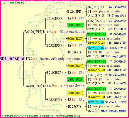 Pedigree of SDI-4(PM)1dr :
four generations presented