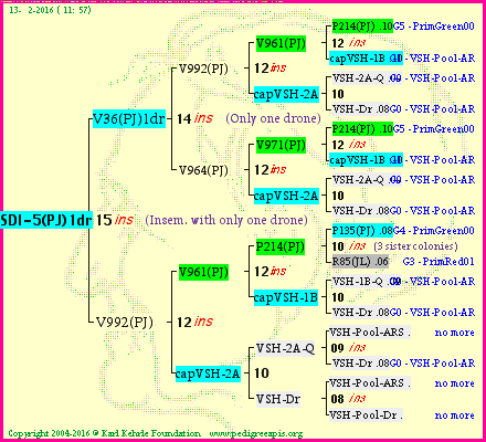 Pedigree of SDI-5(PJ)1dr :
four generations presented