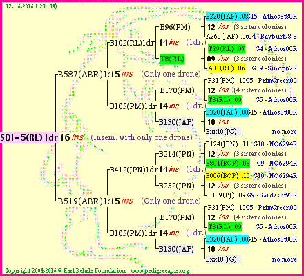 Pedigree of SDI-5(RL)1dr :
four generations presented