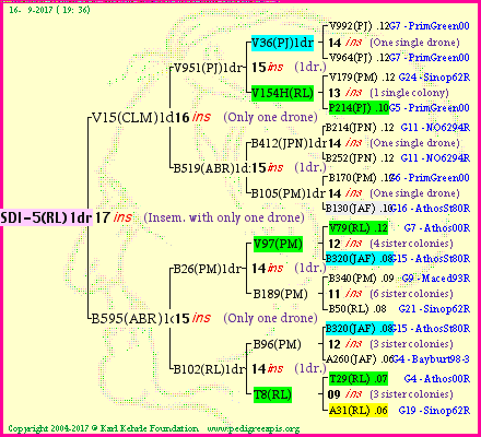 Pedigree of SDI-5(RL)1dr :
four generations presented