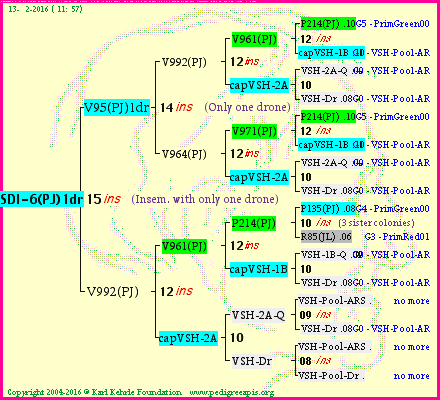 Pedigree of SDI-6(PJ)1dr :
four generations presented