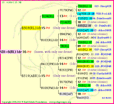 Pedigree of SDI-6(RL)1dr :
four generations presented