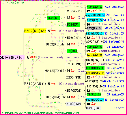 Pedigree of SDI-7(RL)1dr :
four generations presented