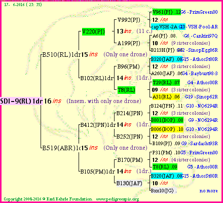 Pedigree of SDI-9(RL)1dr :
four generations presented