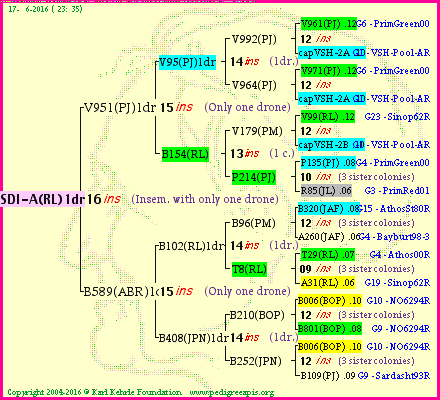 Pedigree of SDI-A(RL)1dr :
four generations presented