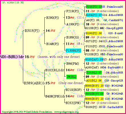 Pedigree of SDI-B(RL)1dr :
four generations presented